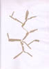 arbre_collage_art
